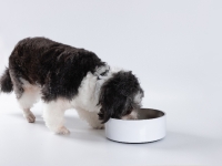 Sublimation 64oz/1900ml Stainless Steel Dog Bowl (White)