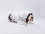 Sublimation Blank Dog Hoodie (White)