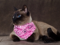 Sublimation Blanks Pet Bandana (S)