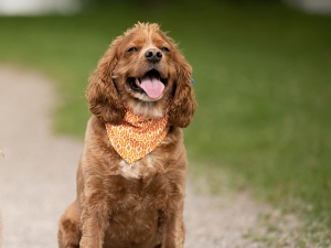 Sublimation Blanks Pet Bandana (L)